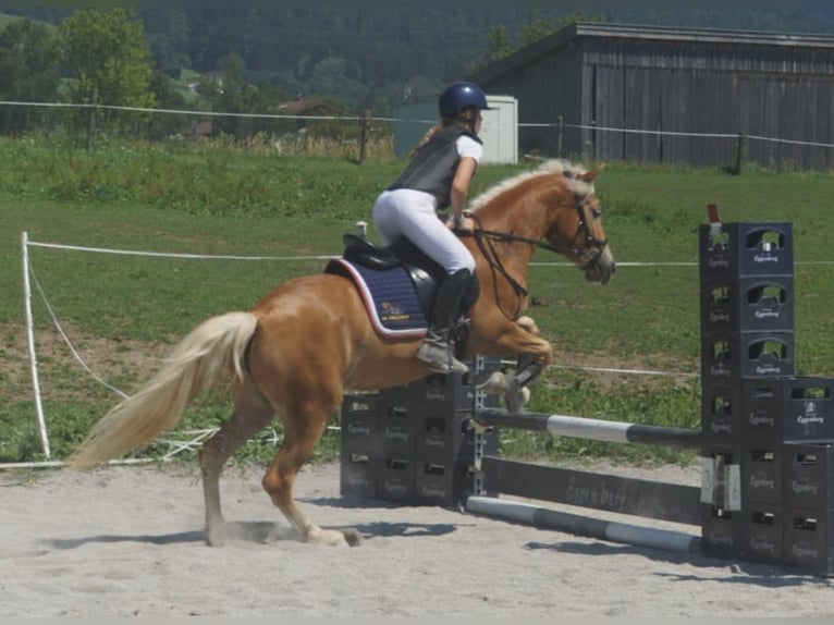 Hafliger Klacz 5 lat 148 cm Kasztanowata in Saalfelden