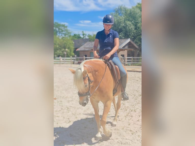 Hafliger Klacz 5 lat 150 cm Kasztanowata in Klimmen