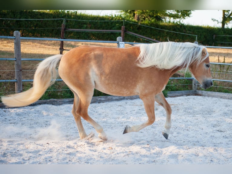 Hafliger Klacz 5 lat 150 cm Kasztanowata in Klimmen