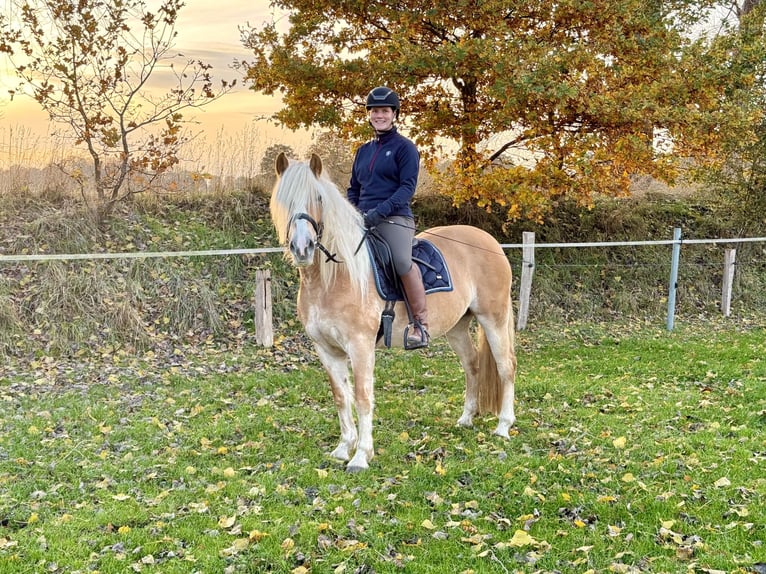 Hafliger Klacz 5 lat 150 cm Kasztanowata in Breitenberg