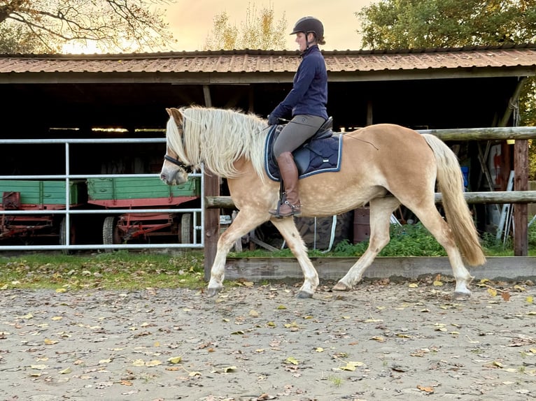 Hafliger Klacz 5 lat 150 cm Kasztanowata in Breitenberg
