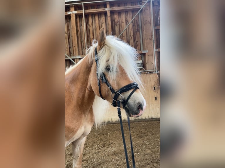 Hafliger Klacz 5 lat 150 cm Kasztanowata in Allhaming