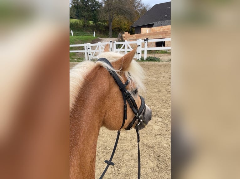 Hafliger Klacz 5 lat 150 cm Kasztanowata in Allhaming