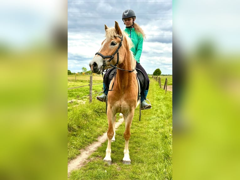 Hafliger Klacz 5 lat 153 cm Izabelowata in Bornem