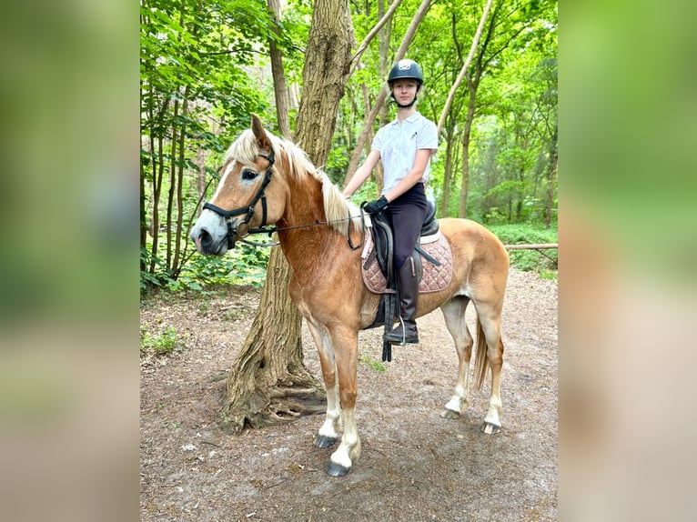 Hafliger Klacz 5 lat 153 cm Izabelowata in Bornem