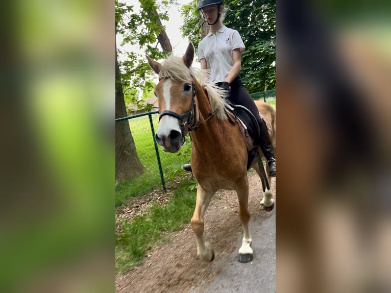 Hafliger Klacz 5 lat 153 cm Izabelowata in Bornem