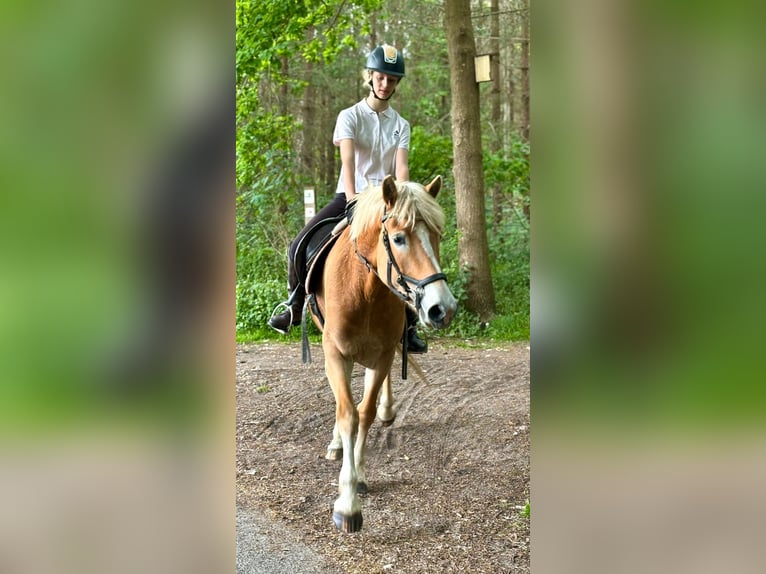 Hafliger Klacz 5 lat 153 cm Izabelowata in Bornem