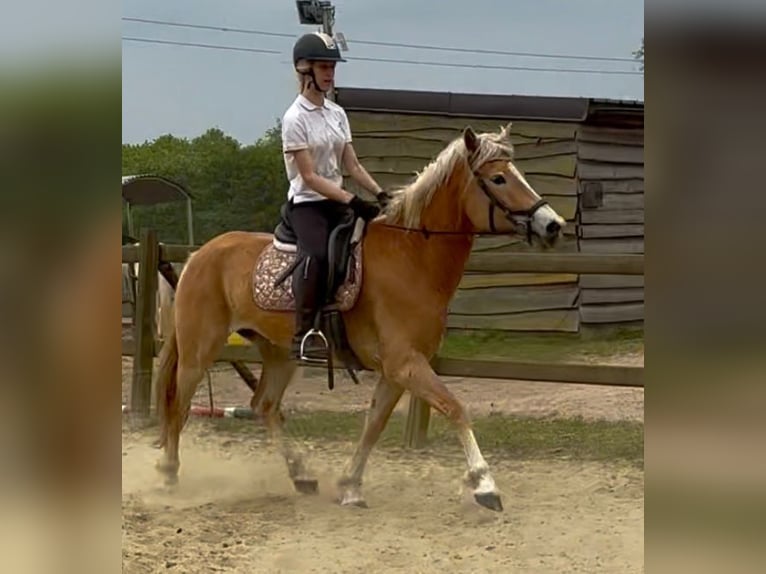 Hafliger Klacz 5 lat 153 cm Izabelowata in Bornem
