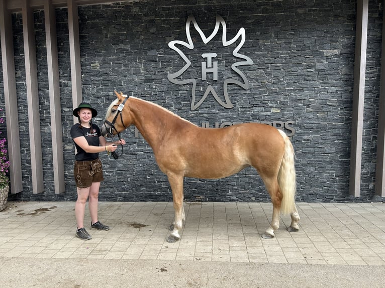 Hafliger Klacz 5 lat 153 cm Kasztanowata in Mitterberg/St.Martin
