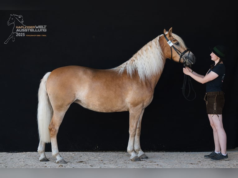 Hafliger Klacz 5 lat 153 cm Kasztanowata in Mitterberg/St.Martin