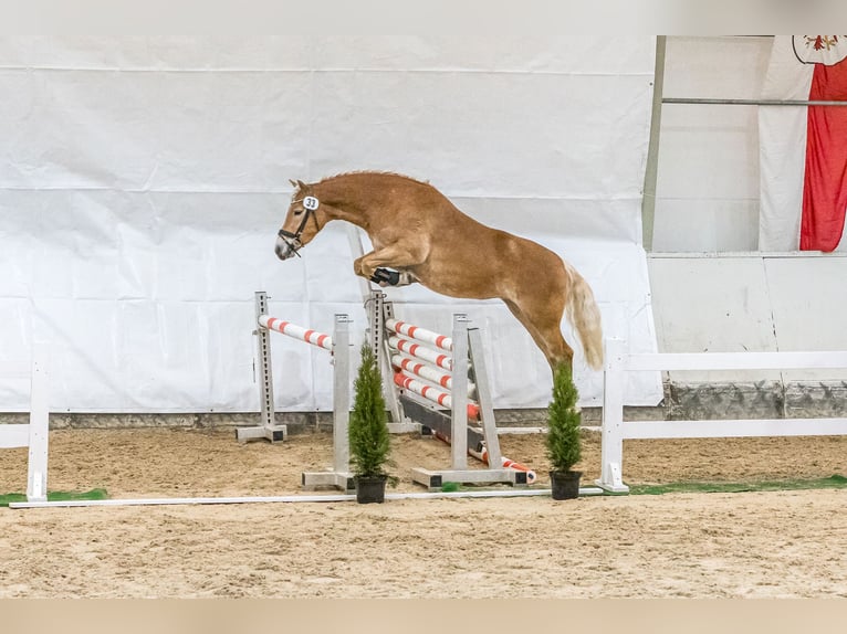 Hafliger Klacz 5 lat 153 cm Kasztanowata in Mitterberg/St.Martin
