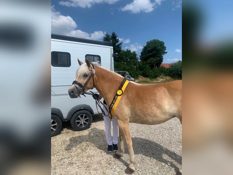 Hafliger Klacz 5 lat 153 cm Kasztanowata in Kleinlangheim