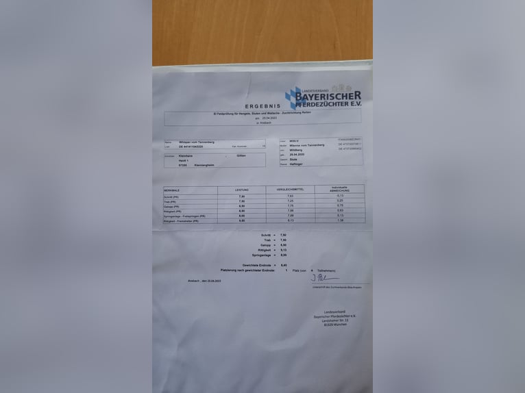 Hafliger Klacz 5 lat 153 cm Kasztanowata in Kleinlangheim