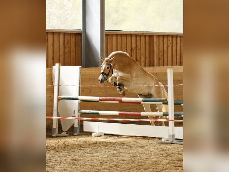 Hafliger Klacz 5 lat 153 cm Kasztanowata in Kleinlangheim