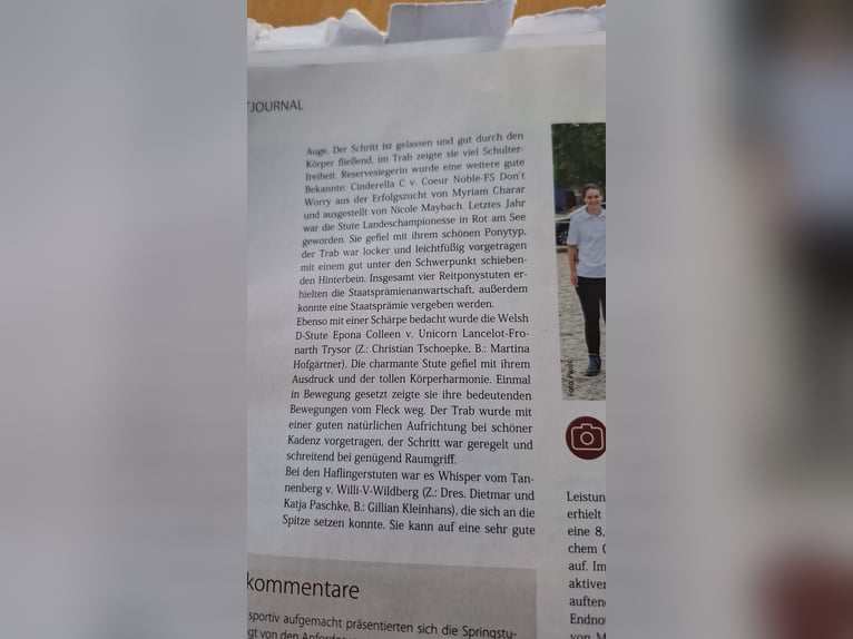Hafliger Klacz 5 lat 153 cm Kasztanowata in Kleinlangheim