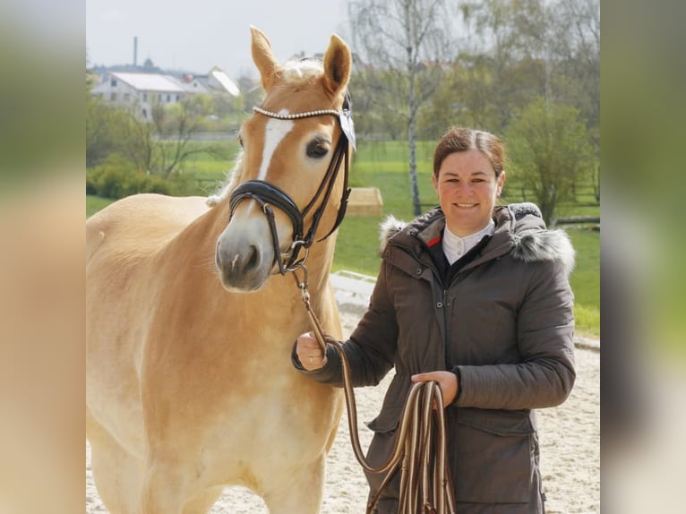 Hafliger Klacz 5 lat 153 cm Kasztanowata in Kleinlangheim