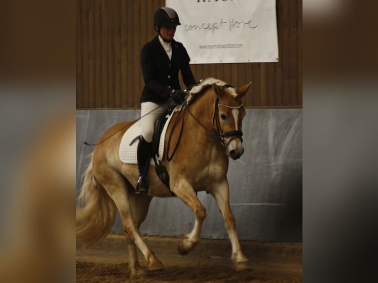 Hafliger Klacz 5 lat 153 cm Kasztanowata in Kleinlangheim
