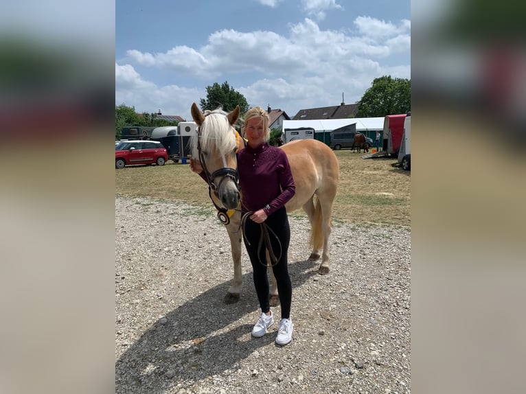 Hafliger Klacz 5 lat 153 cm Kasztanowata in Kleinlangheim