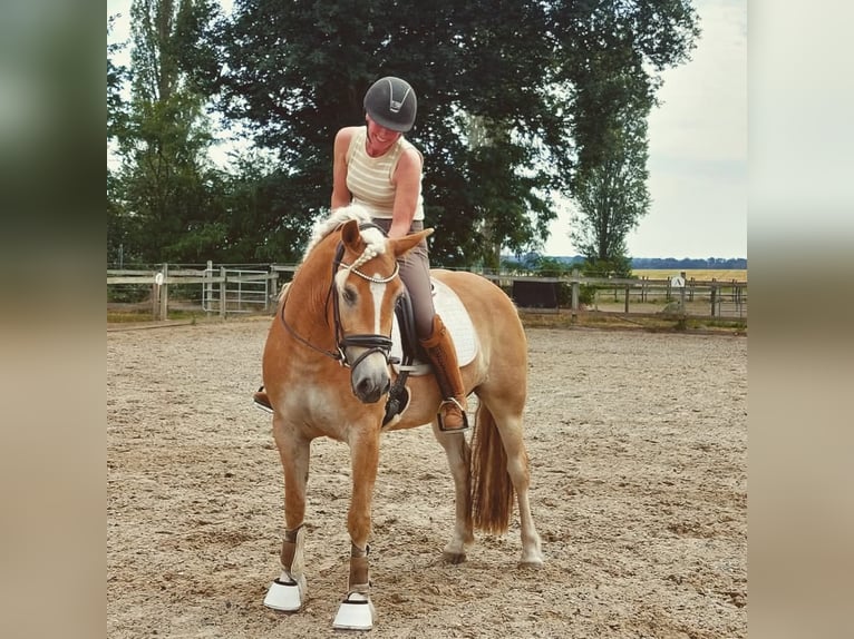 Hafliger Klacz 5 lat 153 cm Kasztanowata in Kleinlangheim