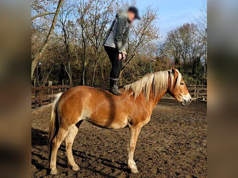 Hafliger Klacz 5 lat 154 cm  in Taucha