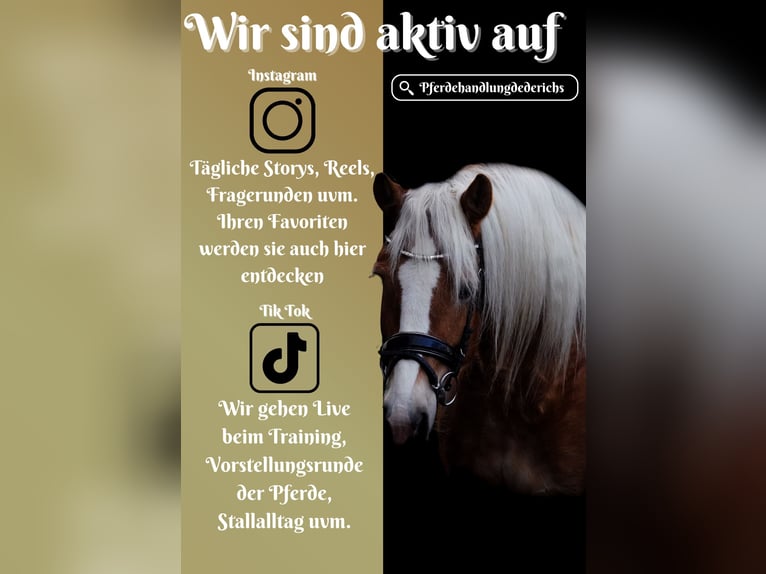 Hafliger Klacz 5 lat 155 cm Kasztanowata in Nettersheim