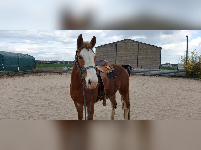 Hafliger Mix Klacz 5 lat 157 cm Kasztanowata in N&#xF6;rvenich