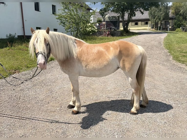 Hafliger Klacz 6 lat 140 cm Kasztanowata in Davidschlag