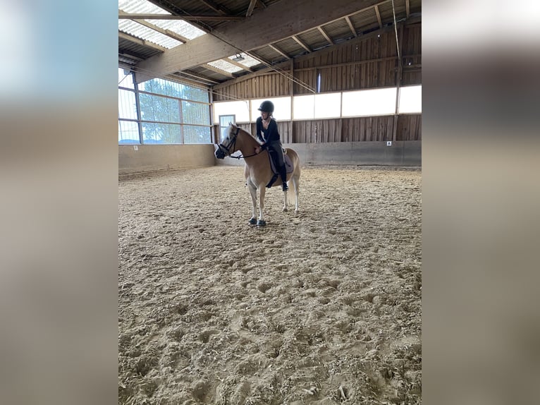 Hafliger Klacz 6 lat 140 cm  in Much