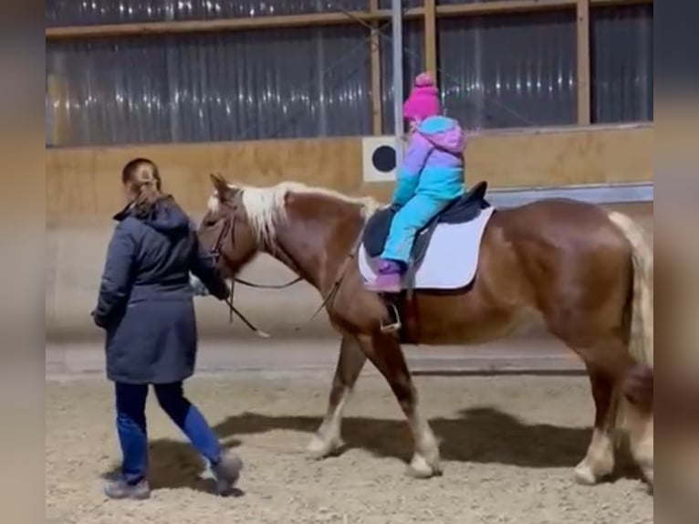 Hafliger Mix Klacz 6 lat 142 cm Kasztanowata in Rothenburg ob der Tauber