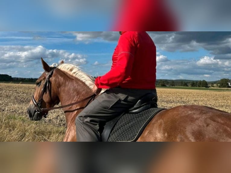 Hafliger Mix Klacz 6 lat 142 cm Kasztanowata in Rothenburg ob der Tauber