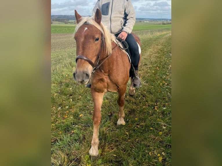 Hafliger Mix Klacz 6 lat 142 cm Kasztanowata in Rothenburg ob der Tauber