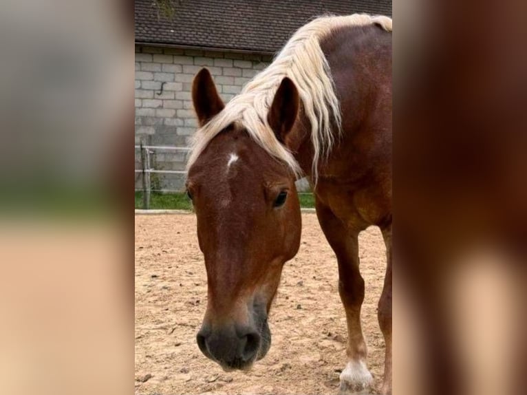 Hafliger Mix Klacz 6 lat 142 cm Kasztanowata in Rothenburg ob der Tauber