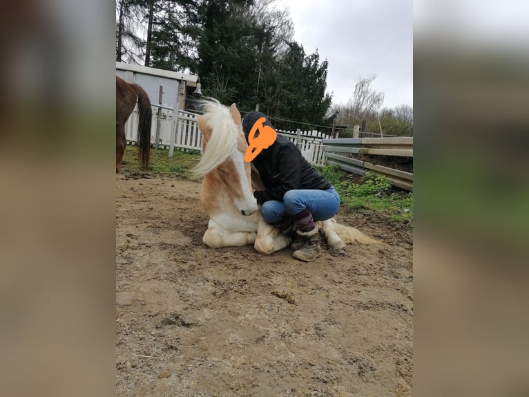Hafliger Mix Klacz 6 lat 143 cm  in Friesenheim