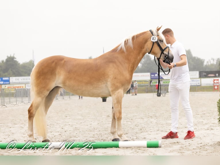 Hafliger Klacz 6 lat 146 cm  in Noardburgum