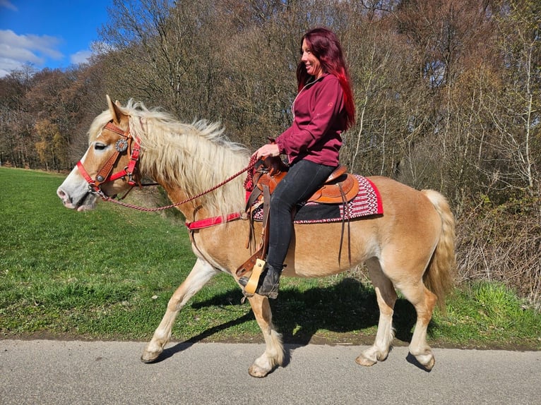 Hafliger Klacz 6 lat 148 cm Kasztanowata in Linkenbach