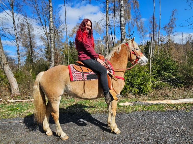 Hafliger Klacz 6 lat 148 cm Kasztanowata in Linkenbach