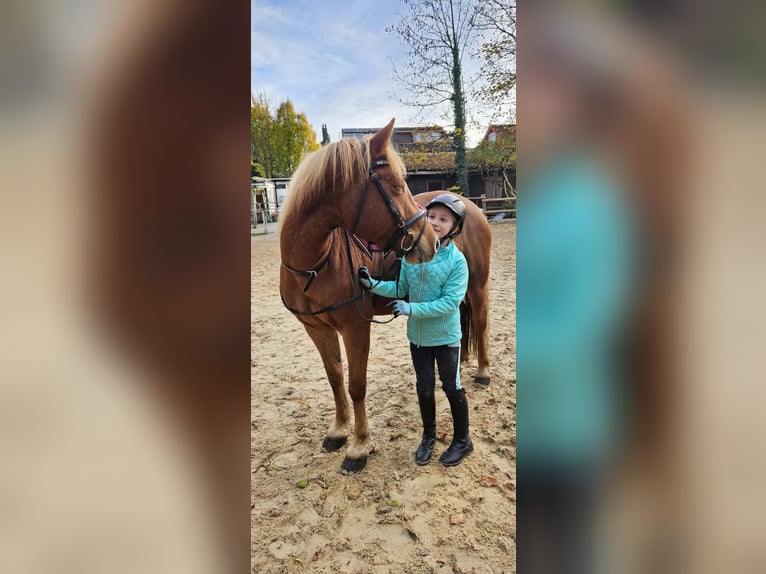 Hafliger Mix Klacz 6 lat 148 cm Kasztanowata in M&#xFC;nchen