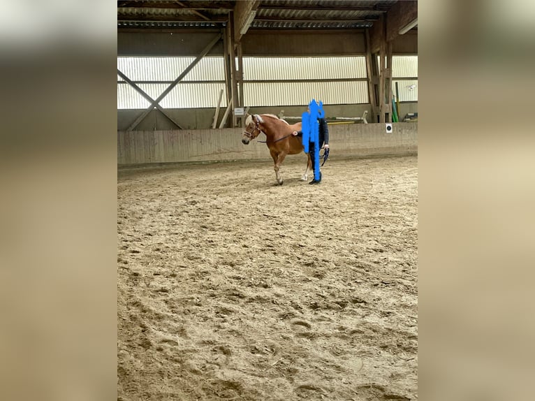 Hafliger Klacz 6 lat 148 cm in Strass