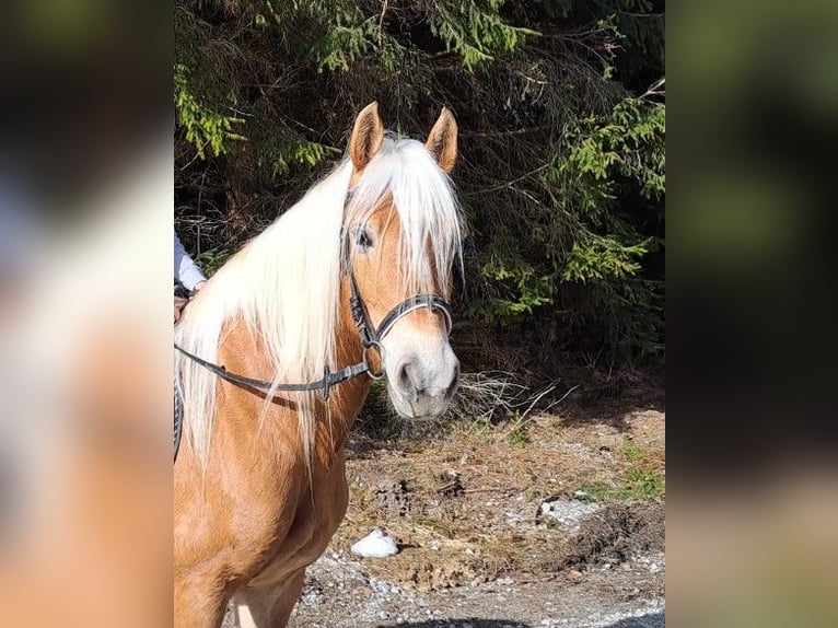 Hafliger Klacz 6 lat 149 cm  in Bidingen