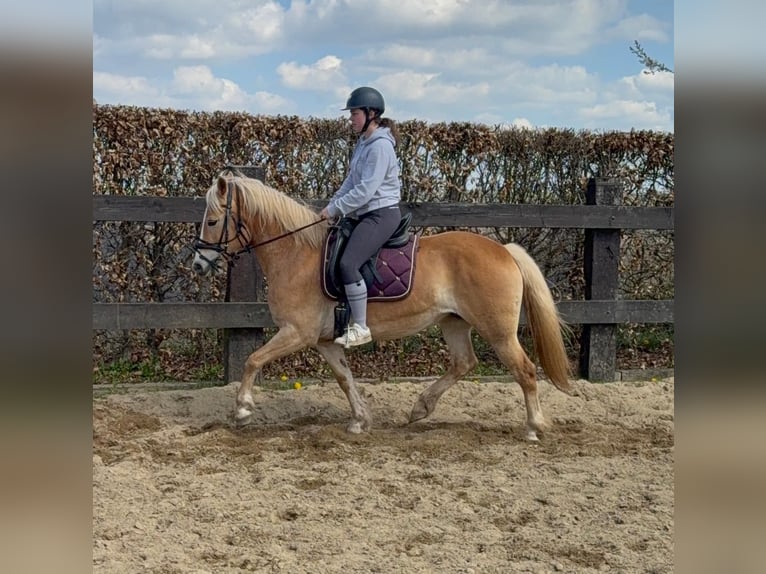 Hafliger Klacz 6 lat 150 cm  in Daleiden
