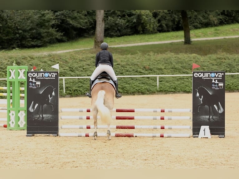 Hafliger Klacz 6 lat 152 cm Kasztanowata in Linz