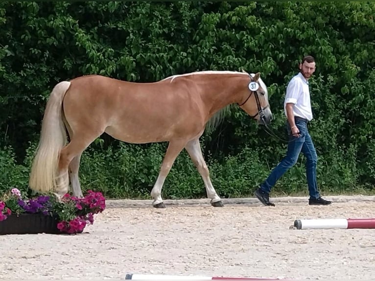 Hafliger Klacz 6 lat 154 cm Kasztanowata in Oberaurach