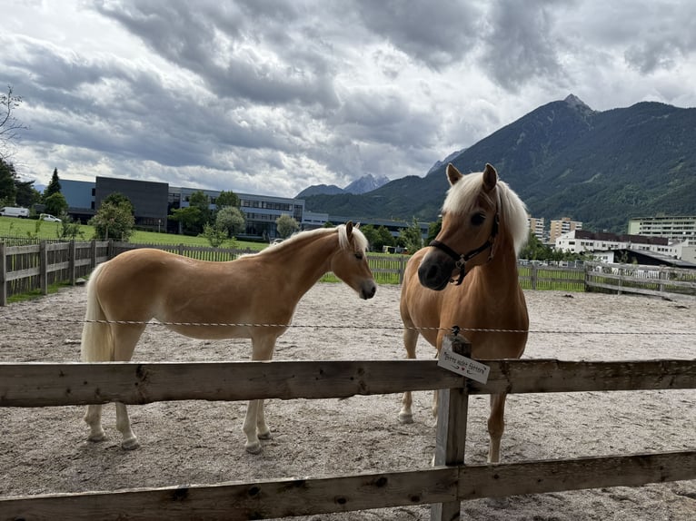Hafliger Klacz 6 lat 155 cm Cisawa in Schwaz