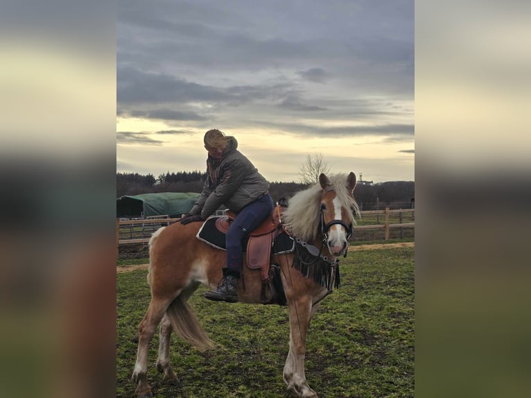 Hafliger Klacz 6 lat 155 cm Kasztanowata in Linkenbach