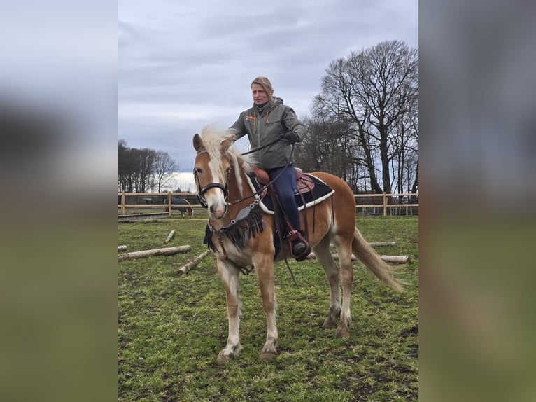 Hafliger Klacz 6 lat 155 cm Kasztanowata in Linkenbach