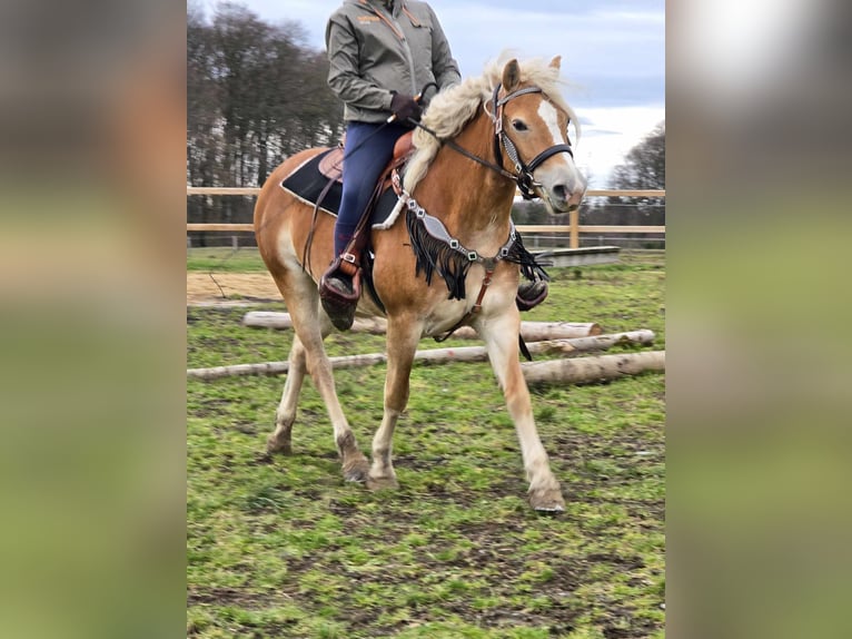 Hafliger Klacz 6 lat 155 cm Kasztanowata in Linkenbach