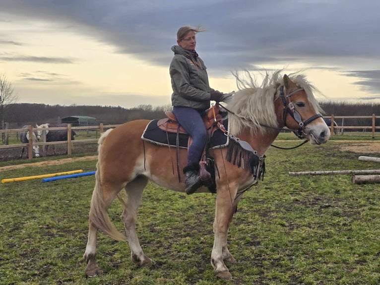 Hafliger Klacz 6 lat 155 cm Kasztanowata in Linkenbach