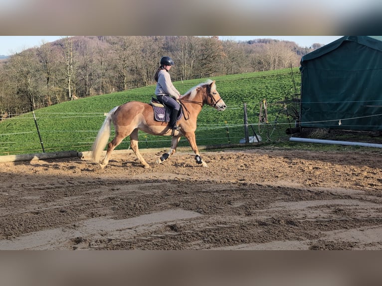 Hafliger Klacz 6 lat 157 cm Cisawa in Morsbach