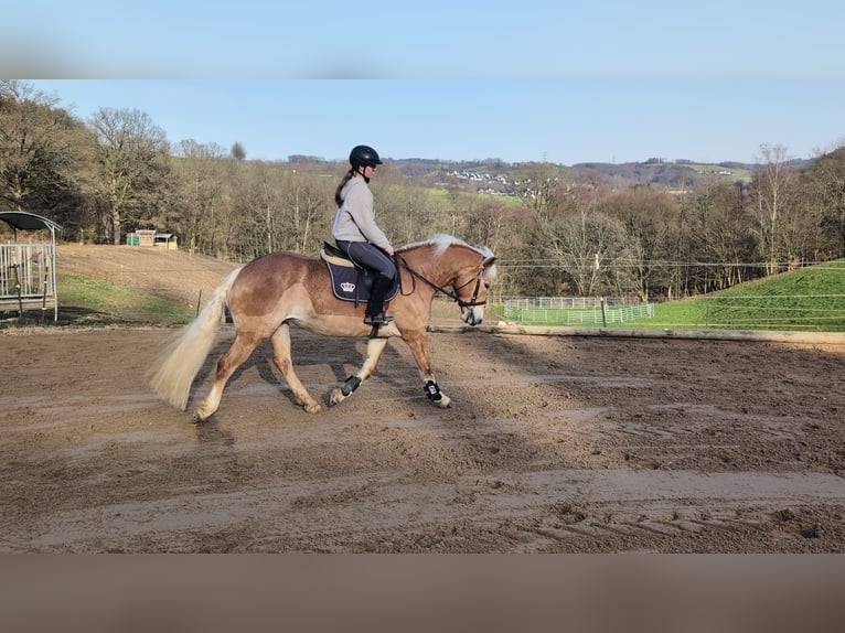 Hafliger Klacz 6 lat 157 cm Cisawa in Morsbach