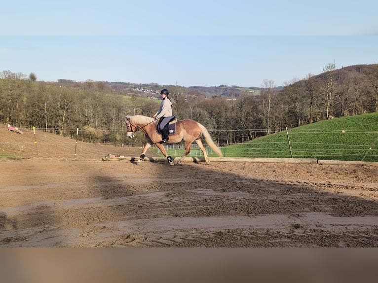 Hafliger Klacz 6 lat 157 cm Cisawa in Morsbach